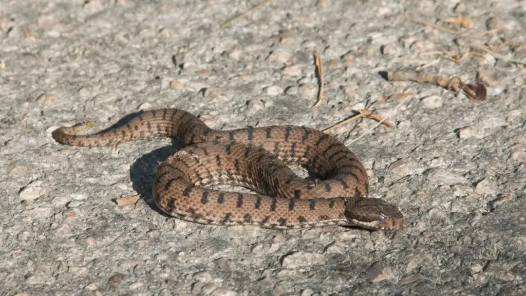 Snake in Spain