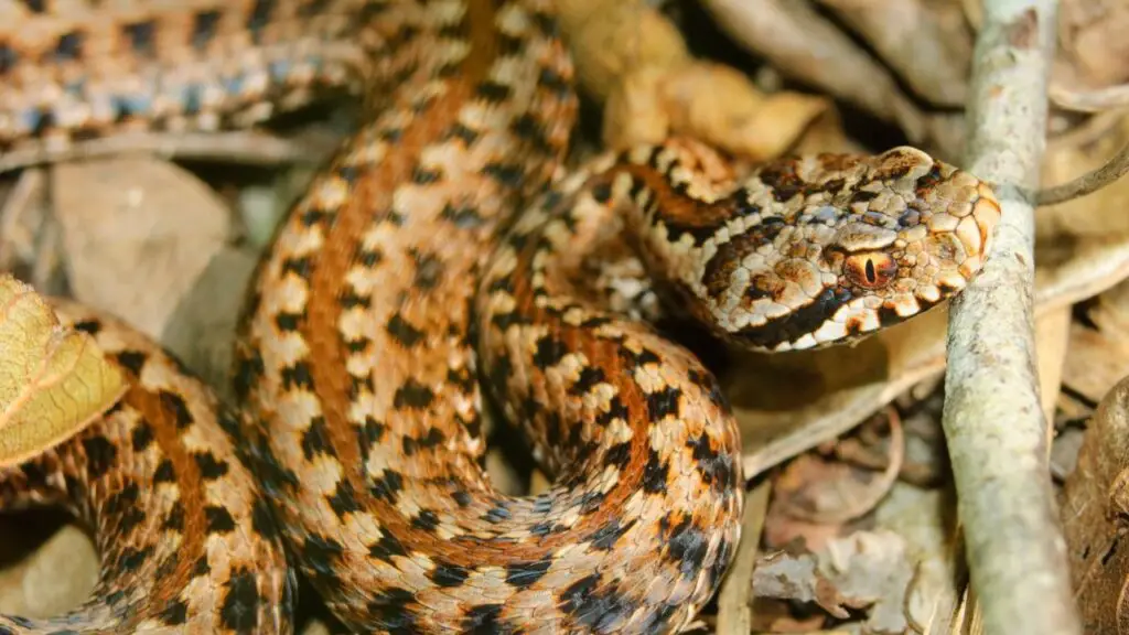 Snake in Spain